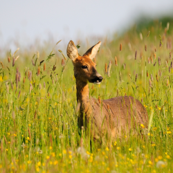 R�dyr i vildtagerblanding &ndash; naturlig habitat med gule m�lkeb�tter og h�jt gr�s til hjortevildt
