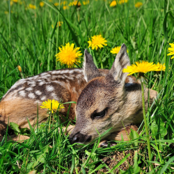 Harekid i blomstrende vildtager &ndash; sm�vildt skjult i gr�s med m�lkeb�tter og naturlig d�kning