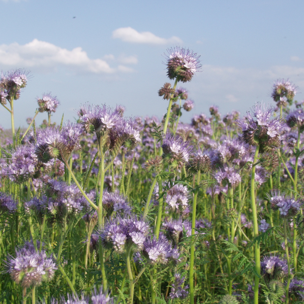 Honningurt i blomst &ndash; ekstremt bi-venlig nektarplante og hurtigvoksende vildtfr� p� vildtfodring.dk