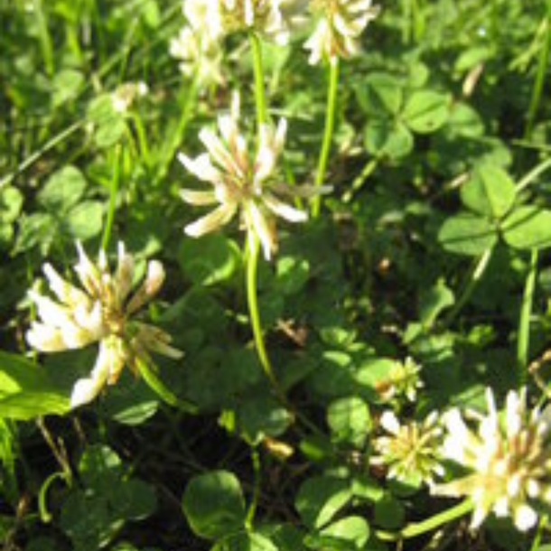 Hvidkl�ver i blomst &ndash; proteinrigt vildtfoder og bi-venlig bundd�kke til vildtfodring.dk