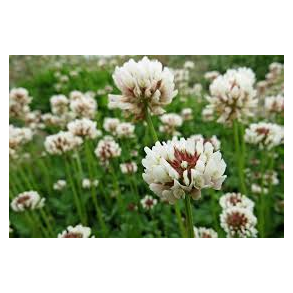 Hvidklver 1 kg,   klik for info