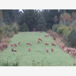 Hjortevildtets livret 10 kg fler�rig    