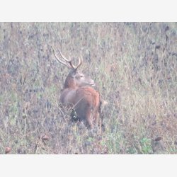 Blomstrende vildtagerblanding 10 kg 1-2 �rig  