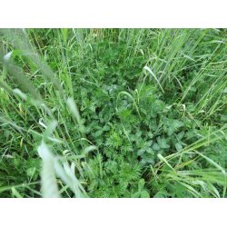 Universal Vildtagerblanding  - flerrig 10 kg .