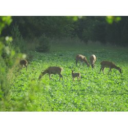 Blomstrende vildtagerblanding 10 kg. 1 til 2 rig  