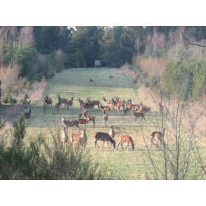 Hjortevildtets livret   10 kg. Fler�rig    