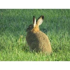 R�dyr og hare - engblanding  5 kg fler�rig 