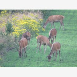 Hjortevildtets livret 10 kg fler�rig    