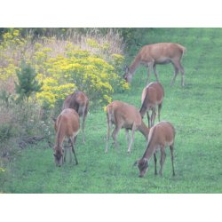 Hjortevildtets livret   10 kg. Flerrig    