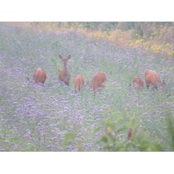 Blomstrende vildtagerblanding 10 kg. 1 til 2 rig  