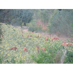 Universal Vildtagerblanding  til fugle - enrig 10 kg.  