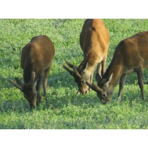 Hjortevildets efter�rs blanding  fler�rig 10 kg. Klik for info