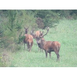 Hjortevildtets mark/ engblanding 10 kg. flerrig klik for info