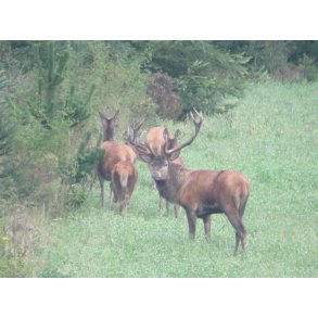 Hjortevildtets mark/ engblanding 10 kg. fler�rig klik for info