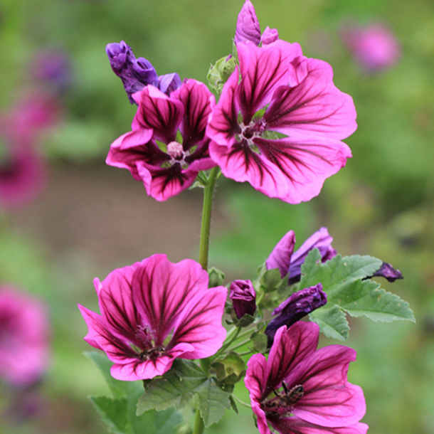 Almindelig Katost Zebrina &ndash; bi-venlig staude med lilla blomster til vild have og biodiversitet
