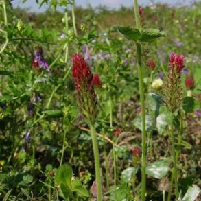 Vild pollen og nektar eng 0,5 kg 200 m2  fler�rig