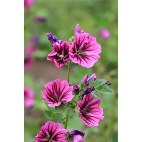 Katost  Sylvia 1 kg. flerrig plante