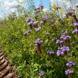 Insektvenlig bl�hat-blomstring &ndash; phacelia vildtager med rig nektar til bier og sommerfugle honningurt