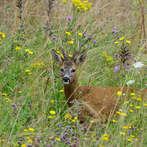 R�dyr i vildtagerblanding &ndash; naturlig d�kning med gule for�rsblomster og h�jt gr�s