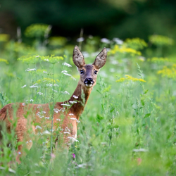 R�dyr i vildtager eller natureng &ndash; naturlig habitat med h�jt gr�s og frisk sommergr�nt