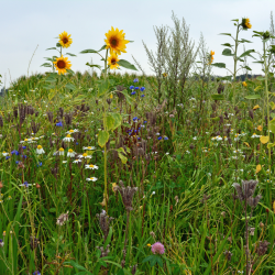 Insektvenlig blomsterblanding &ndash; solsikkker, bl�hat, margueritter og valmuer i vild naturmark til bier og sommerfugle