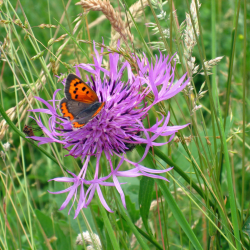 Insektvenlig vildtager &ndash; sommerfugl p� bl�hat (Knautia) med nektar i naturlig blomstereng