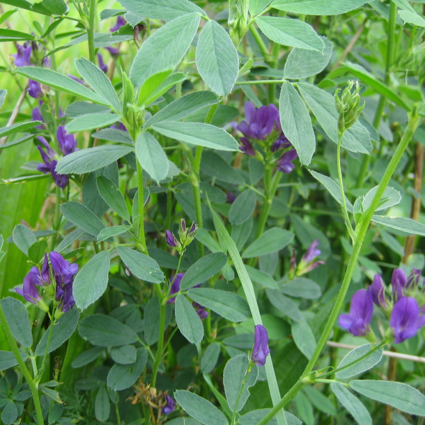 Lucerne i blomst &ndash; proteinrigt vildtfoder og t�rketolerant afgr�de til vildtfodring.dk