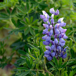 Bl� lupiner i blomst &ndash; proteinrigt vildtfoder og kv�lstoffikserende plante til vildtfodring.dk