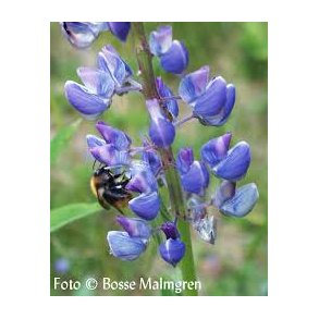 Lupiner 1 kg.   klik for info