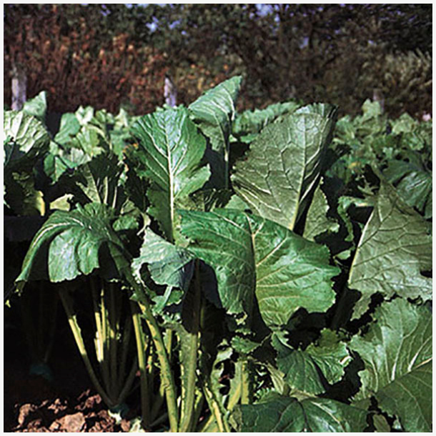 Majroe Malwira &ndash; store, saftige blade og r�dder af vintermajroe, perfekt vinterfoder til r�dyr og hjortevildt