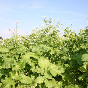 Olier�dikker i blomst &ndash; hurtigvoksende vildtfr� til d�kning og efterafgr�de p� vildtfodring.dk