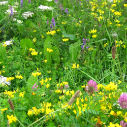 Vildtager i for�ret &ndash; rig eng med m�lkeb�tter, kl�ver og andre nektarplanter til bier og insekter