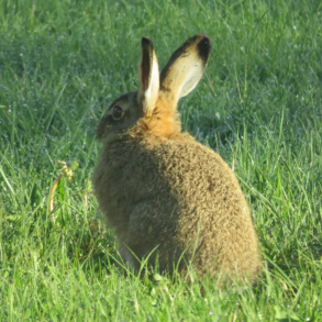 Hare i vildtagerblanding &ndash; sm�vildt i gr�n eng med h�jt gr�s og naturlig skjul