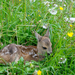 Harekid i blomstrende vildtager &ndash; sm�vildt i for�rseng med m�lkeb�tter og naturlig d�kning