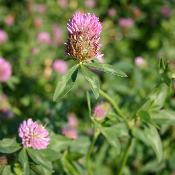 R�dkl�ver i blomst &ndash; proteinrigt vildtfoder og bi-venlig fler�rig plante til vildtfodring.dk