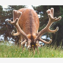 Hjortevildtets mark/engblanding 10 kg fler�rig 