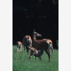 Hjortevildtets mark/engblanding 10 kg fler�rig 