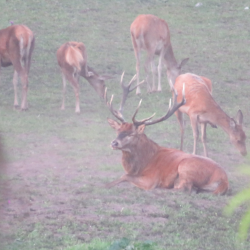 Krondyr i vild naturmark &ndash; stor buk med gevir og flere dyr i t�get morgeneng