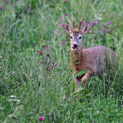 R�dyr i vild naturmark &ndash; ungt kid i h�jt gr�s og frisk eng