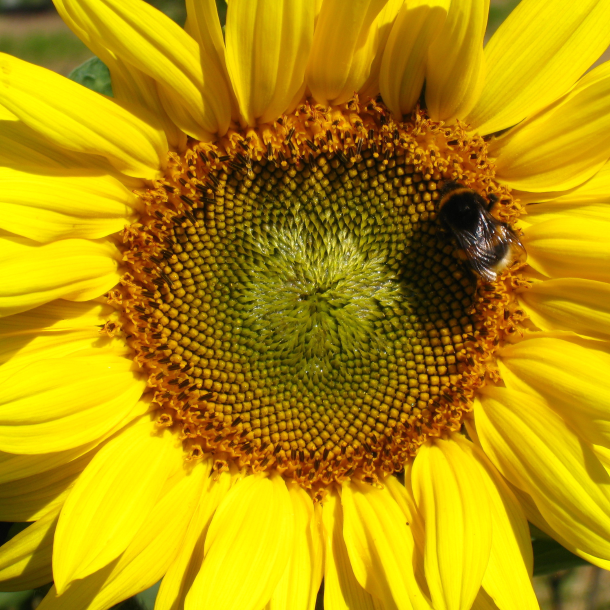 Solsikke i blomst med bi &ndash; bi-venlig fr�blanding og n�rende fuglefoder til vildtfodring.dk