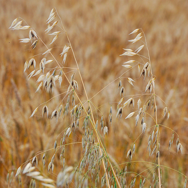Sort havre til vildtfodring &ndash; energirigt vildtfoder og fr� til vildtagre og hjortevildt
