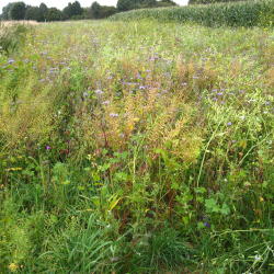Fler�rig vildtager i efter�r &ndash; h�j vegetation med gyldent og r�dt l�v i dansk naturmark
