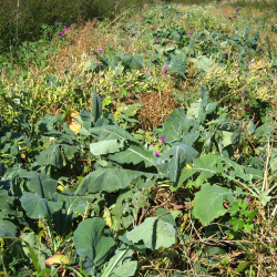 Vintervildtager med brede blade &ndash; vinterk�l, foderroe eller raps til hjortevildt i kolde m�neder