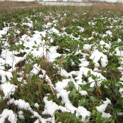 Vintervildtager i sne &ndash; gr�nne blade af kl�ver eller roe stikker op for suppleringsfoder til r�dyr og krondyr