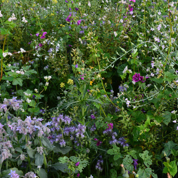 Insektvenlig vildtagerblanding &ndash; phacelia, kl�ver og m�lkeb�tter i rig biodiversitetsmark til bier og sommerfugle