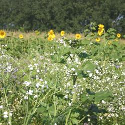 Vildtager i blomst &ndash; rig for�rsmark med gule m�lkeb�tter, hvide margueritter og nektar til bier og insekter