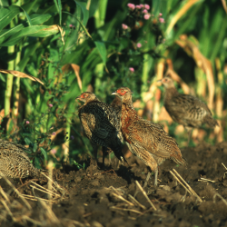 Agerh�ner i majsmark &ndash; naturlig brug af landbrugsarealer som d�kning og f�de for hjortevildt