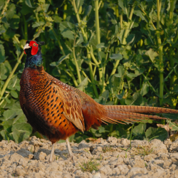 Fasan i vildtagerblanding &ndash; naturlig habitat med h�jt gr�s og d�kning for sm�vildt