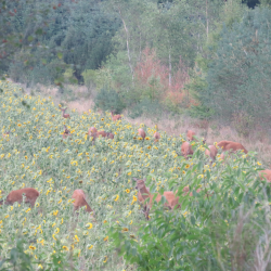 R�dyr i vild naturmark &ndash; flok gr�ssende i gr�n eng med naturlig d�kning og buske