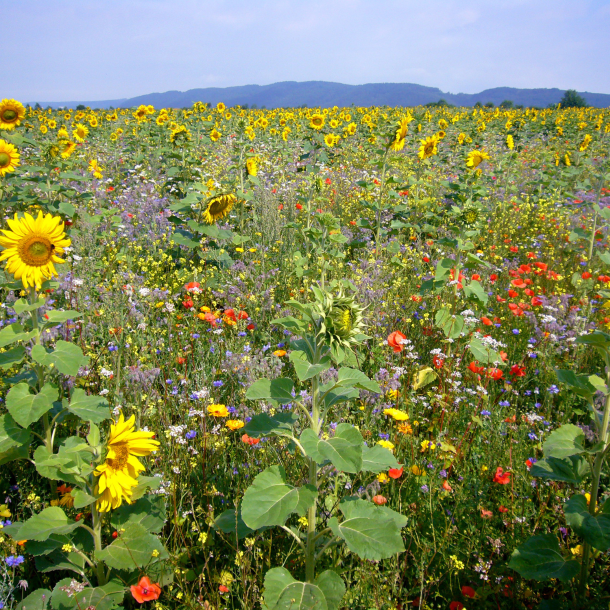 Insektvenlig blomsterblanding &ndash; solsikkker, valmuer, phacelia og nektarplanter i vild naturmark til bier og sommerfugle